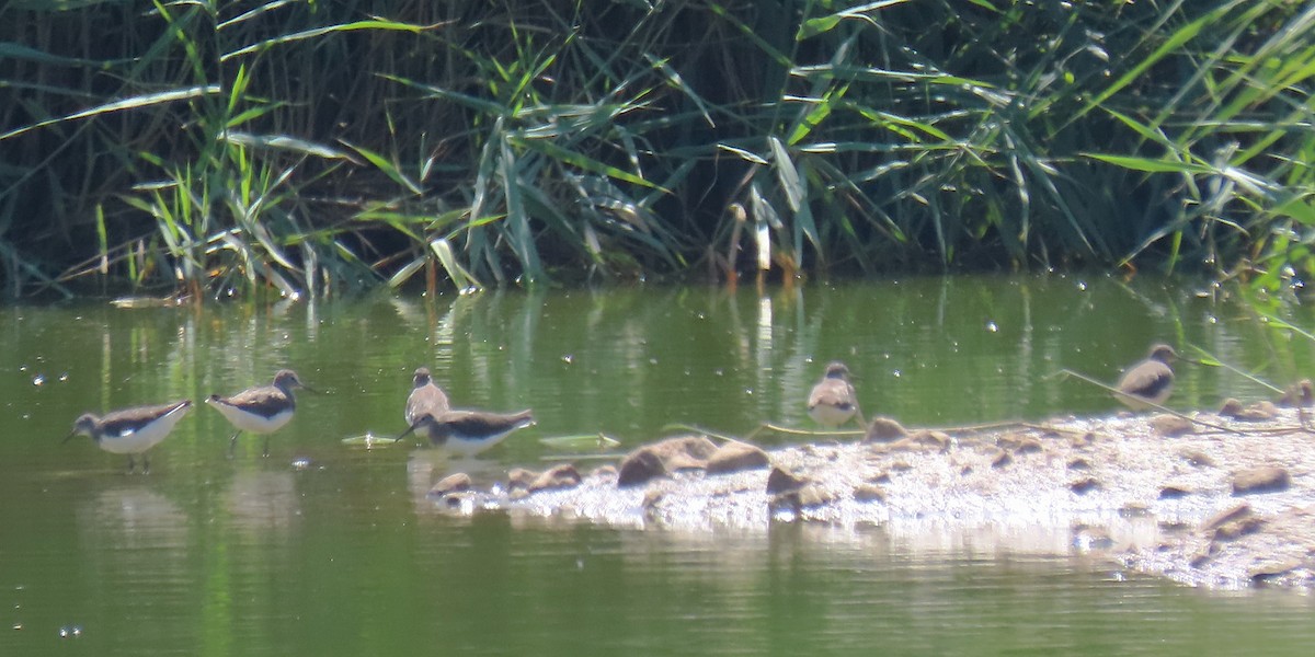 Green Sandpiper - ML639960975
