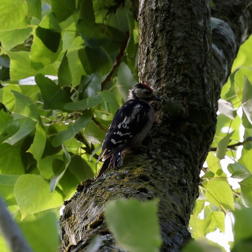 Great Spotted Woodpecker - ML639961044