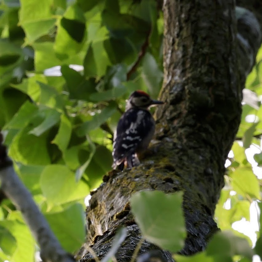 Great Spotted Woodpecker - ML639961047
