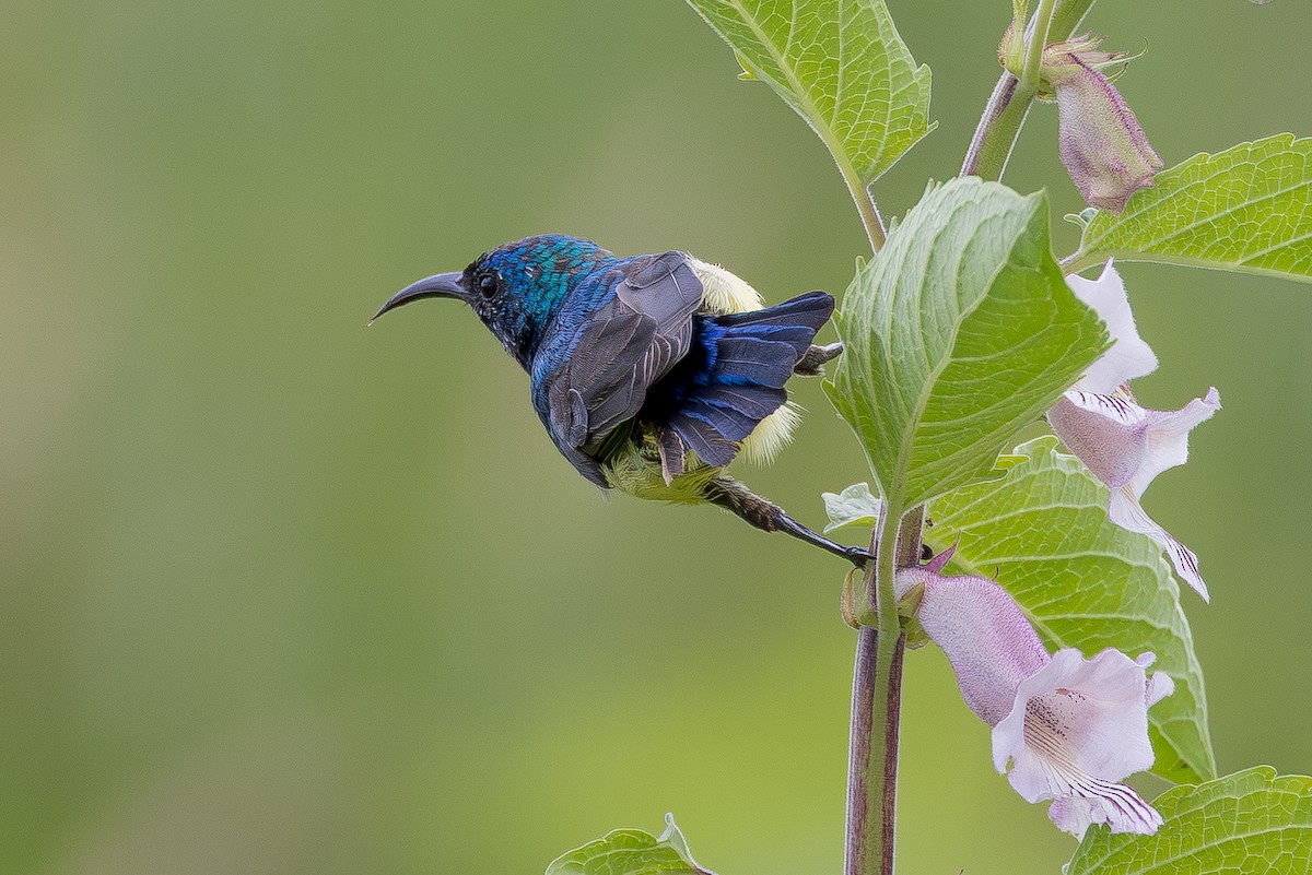 strdimil proměnlivý - ML639961097