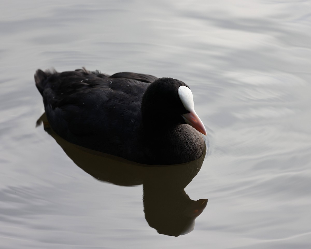 Eurasian Coot - ML639961109