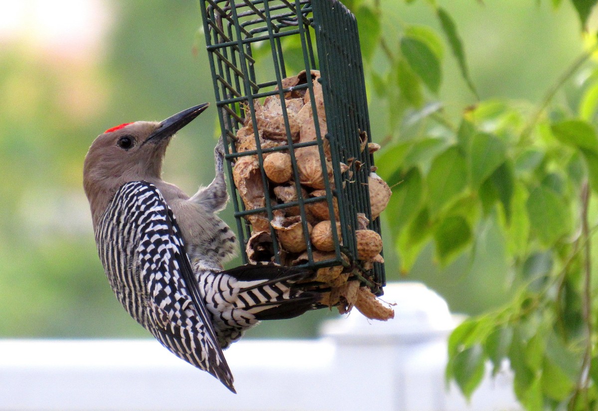 Gila Woodpecker - ML639961123