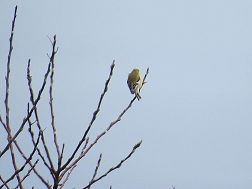 American Goldfinch - ML639961144