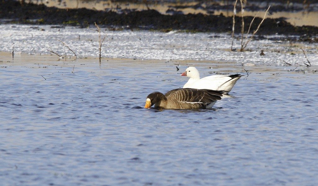 Ross's Goose - ML639961215