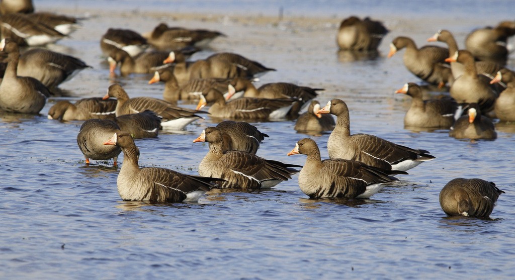 Greater White-fronted Goose - ML639961217