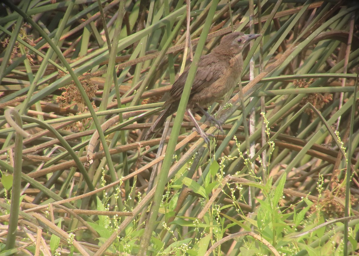 Great-tailed Grackle - ML639961238