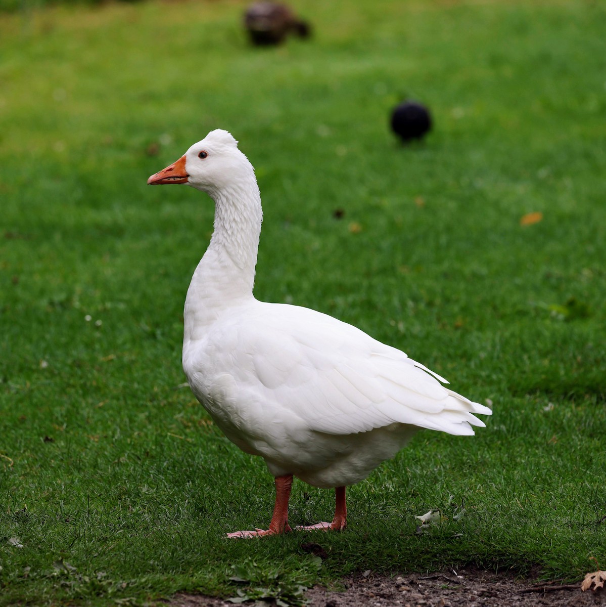 Graylag Goose - ML639961373