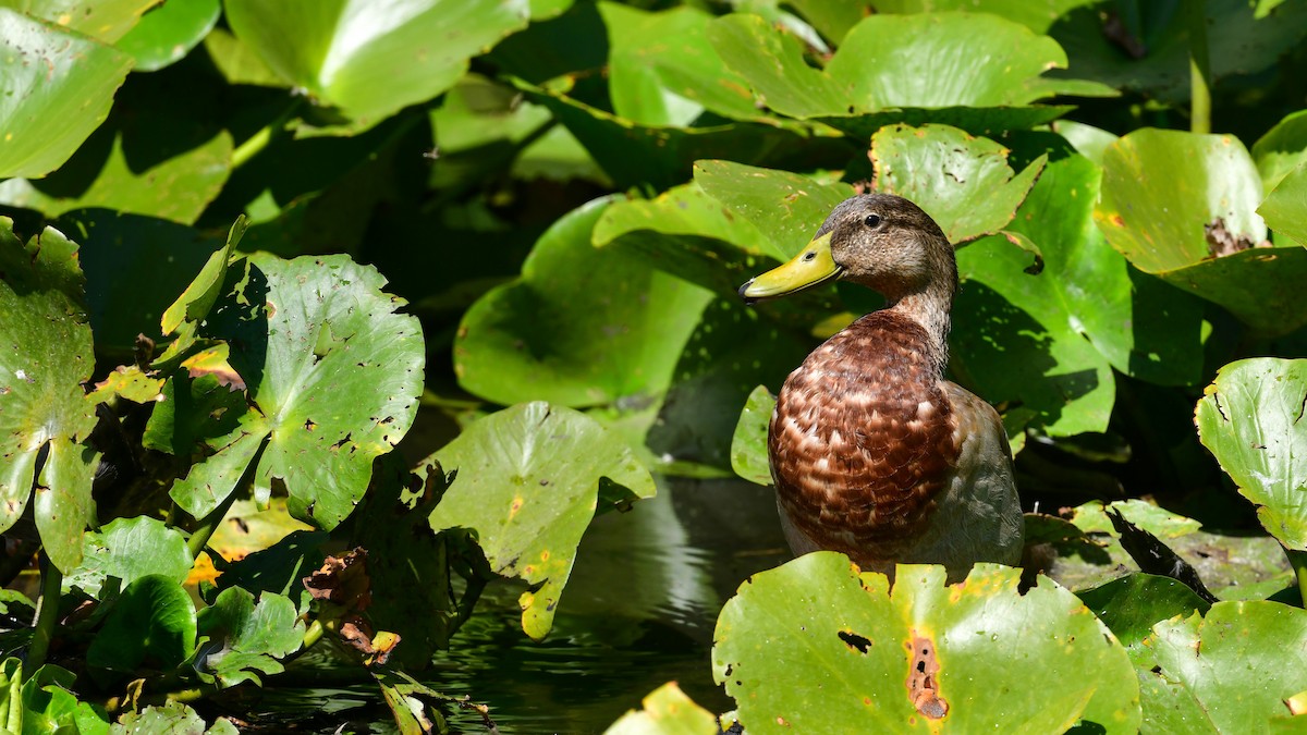 Зэрлэг нугас - ML639961380