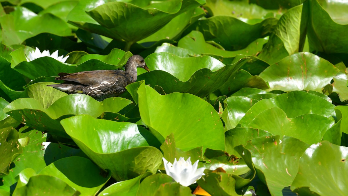 Хажилгат түнжүүр - ML639961383