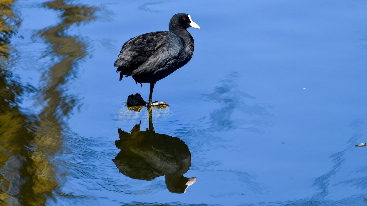 Халзан түнжүүр - ML639961392