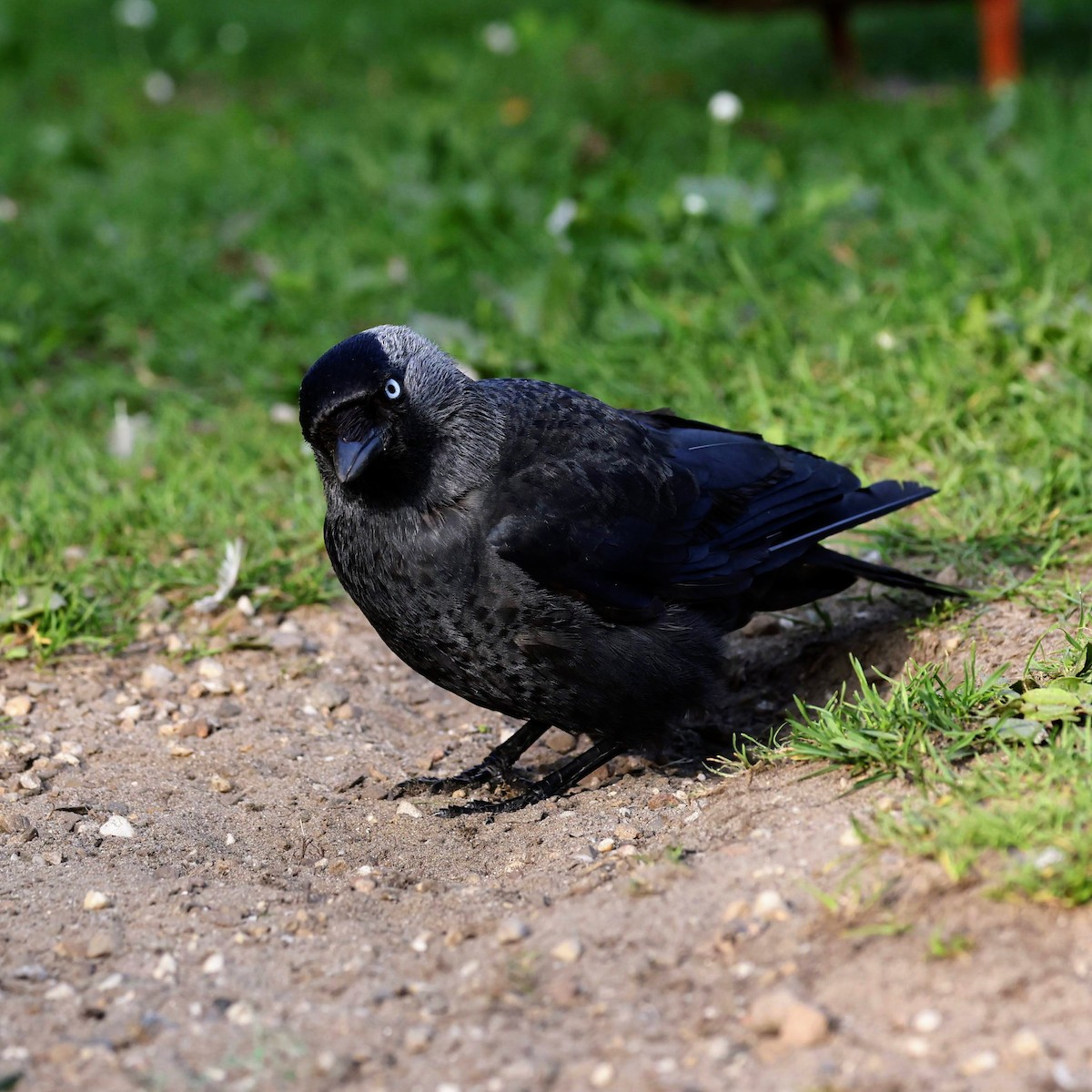 Eurasian Jackdaw - ML639961422