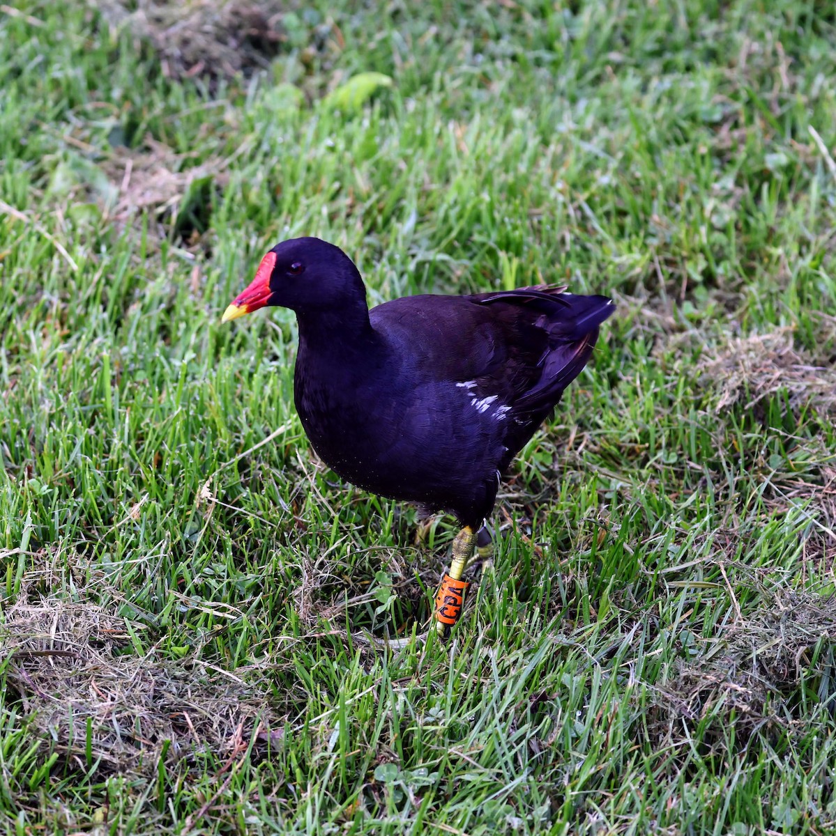Eurasian Moorhen - ML639961451