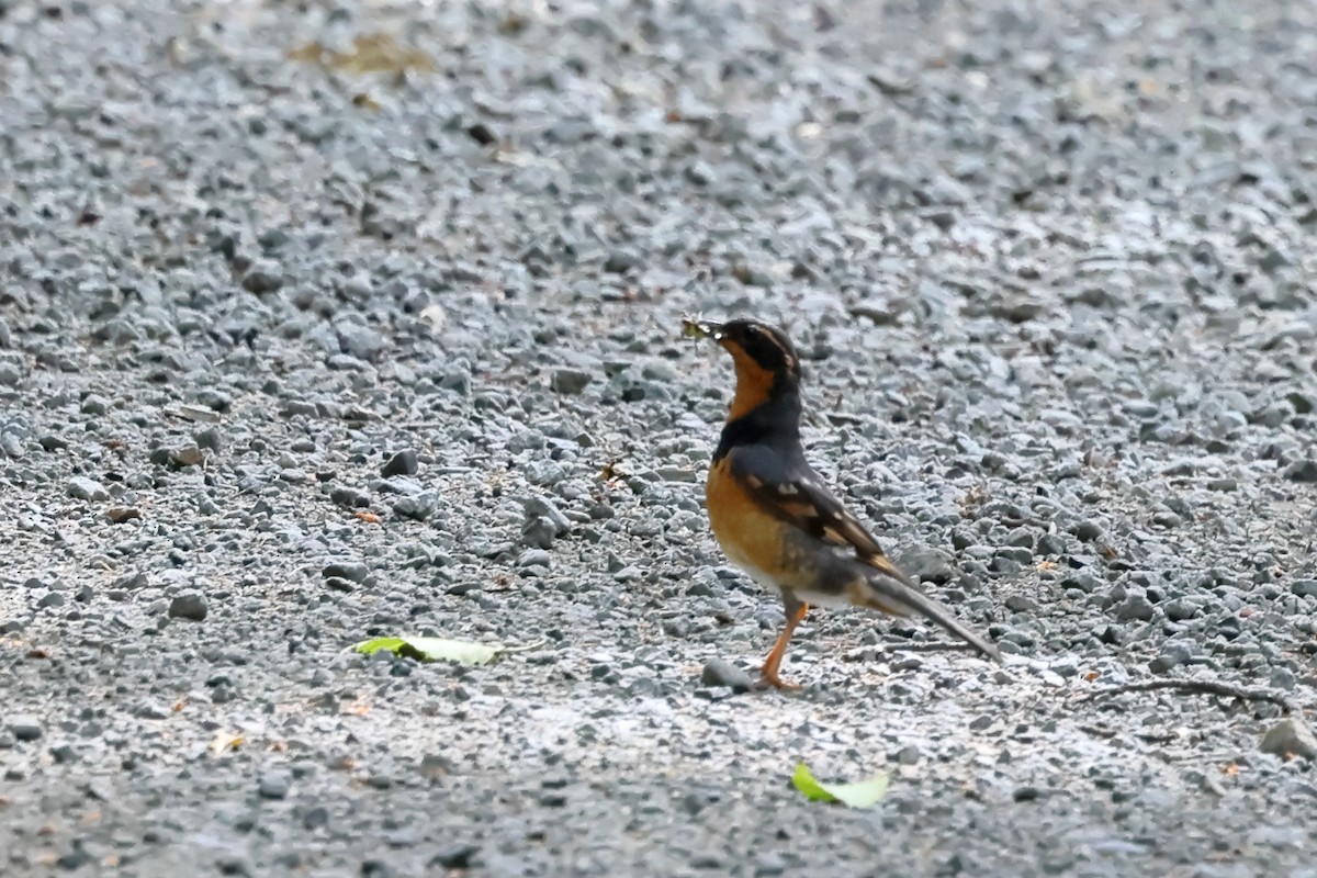 Varied Thrush - ML639961456