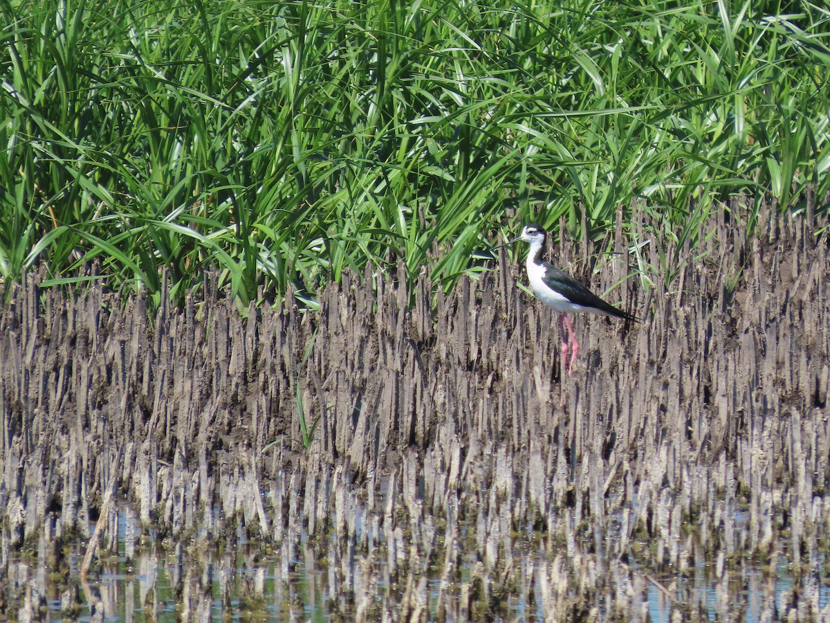 Black-necked Stilt - ML639961458