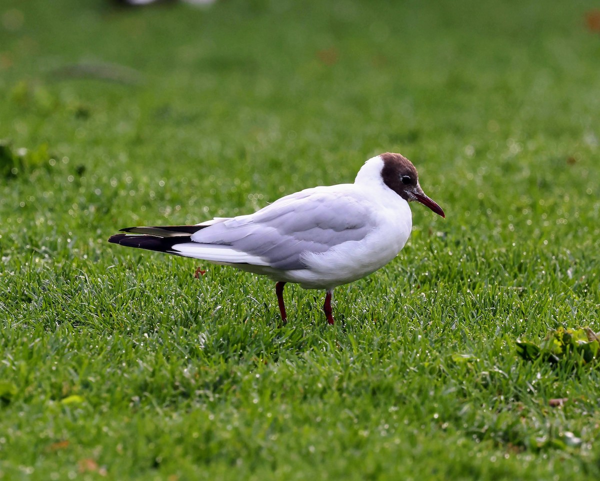 Black-headed Gull - ML639961478
