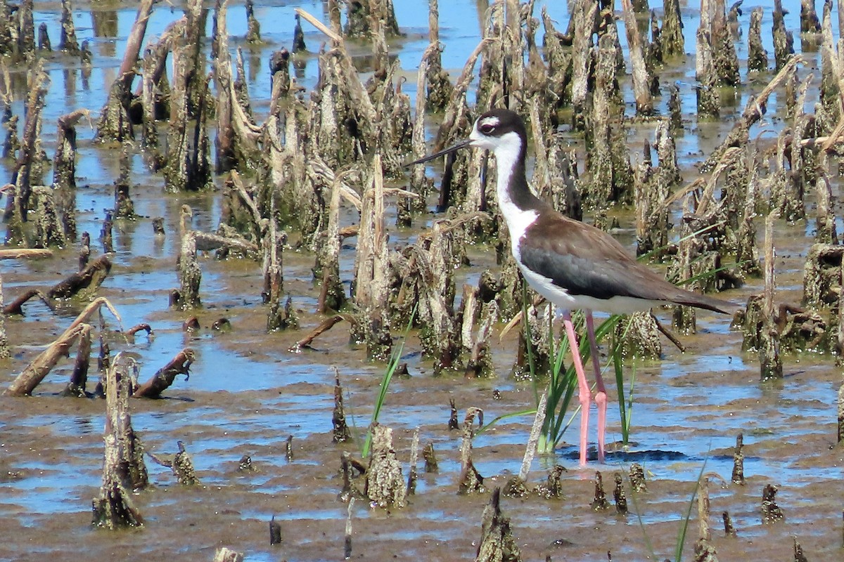 Black-necked Stilt - ML639961531