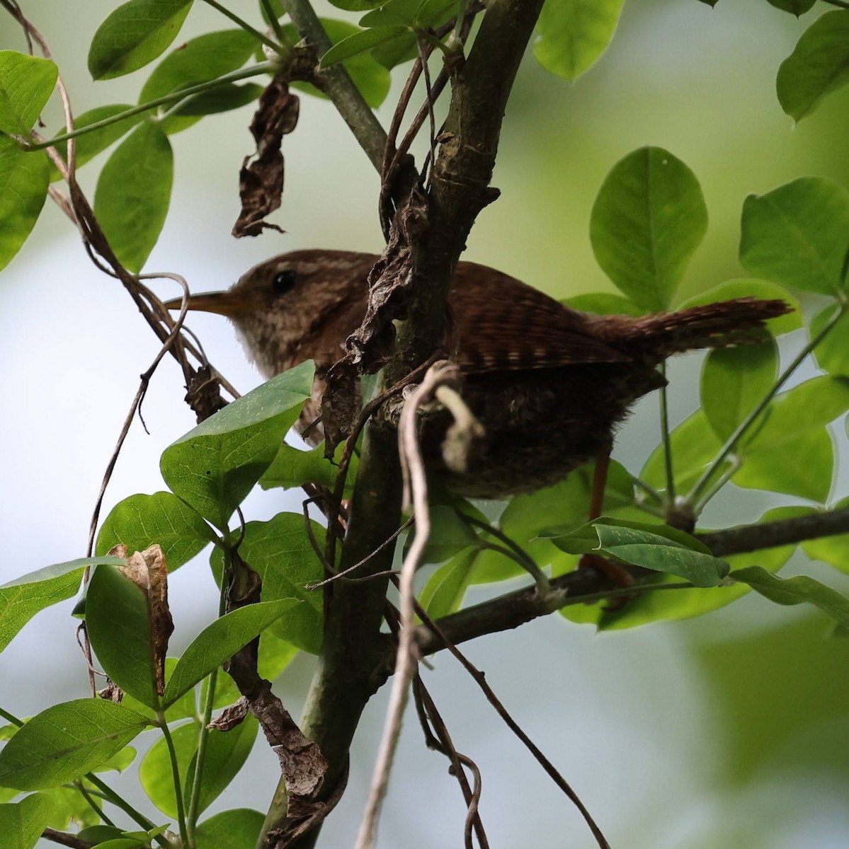 Eurasian Wren - ML639961554
