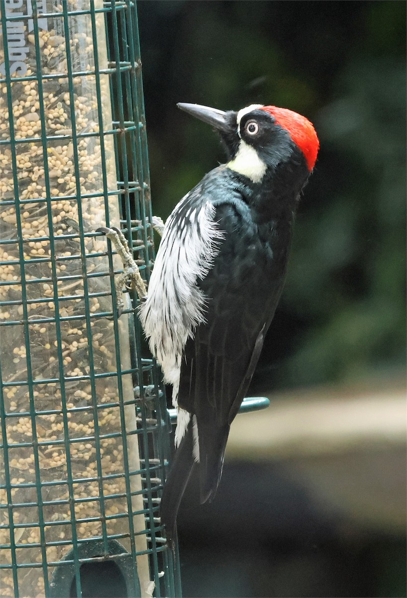 Acorn Woodpecker - ML639961578