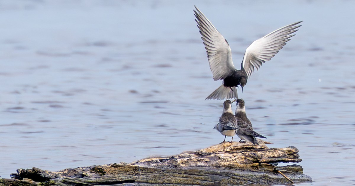 Black Tern - ML639961579