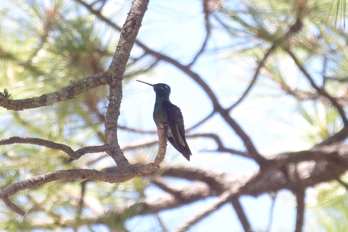 Rivoli's Hummingbird - ML639961583