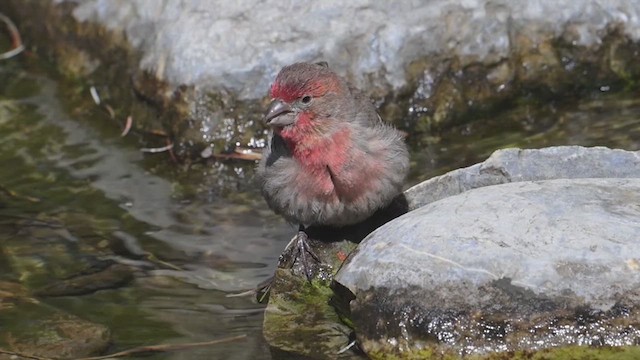 House Finch - ML639961651