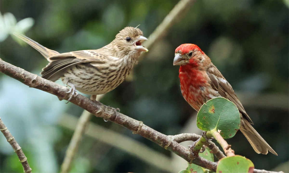 House Finch - ML639961664