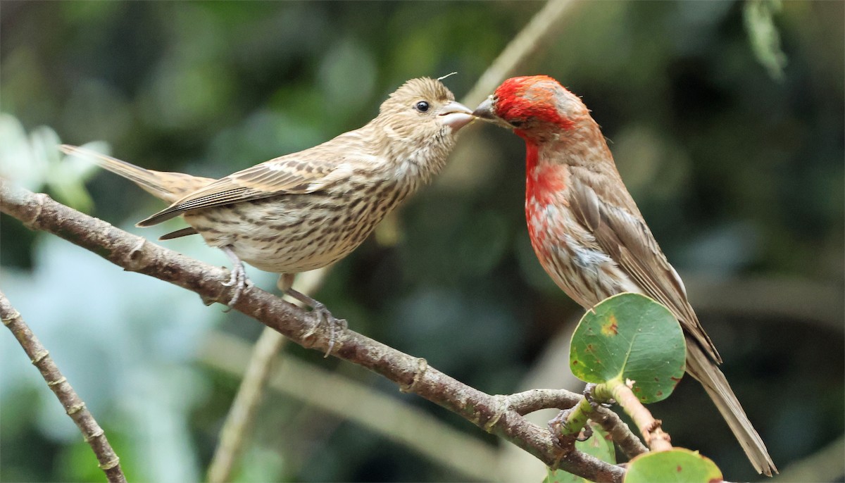 House Finch - ML639961675