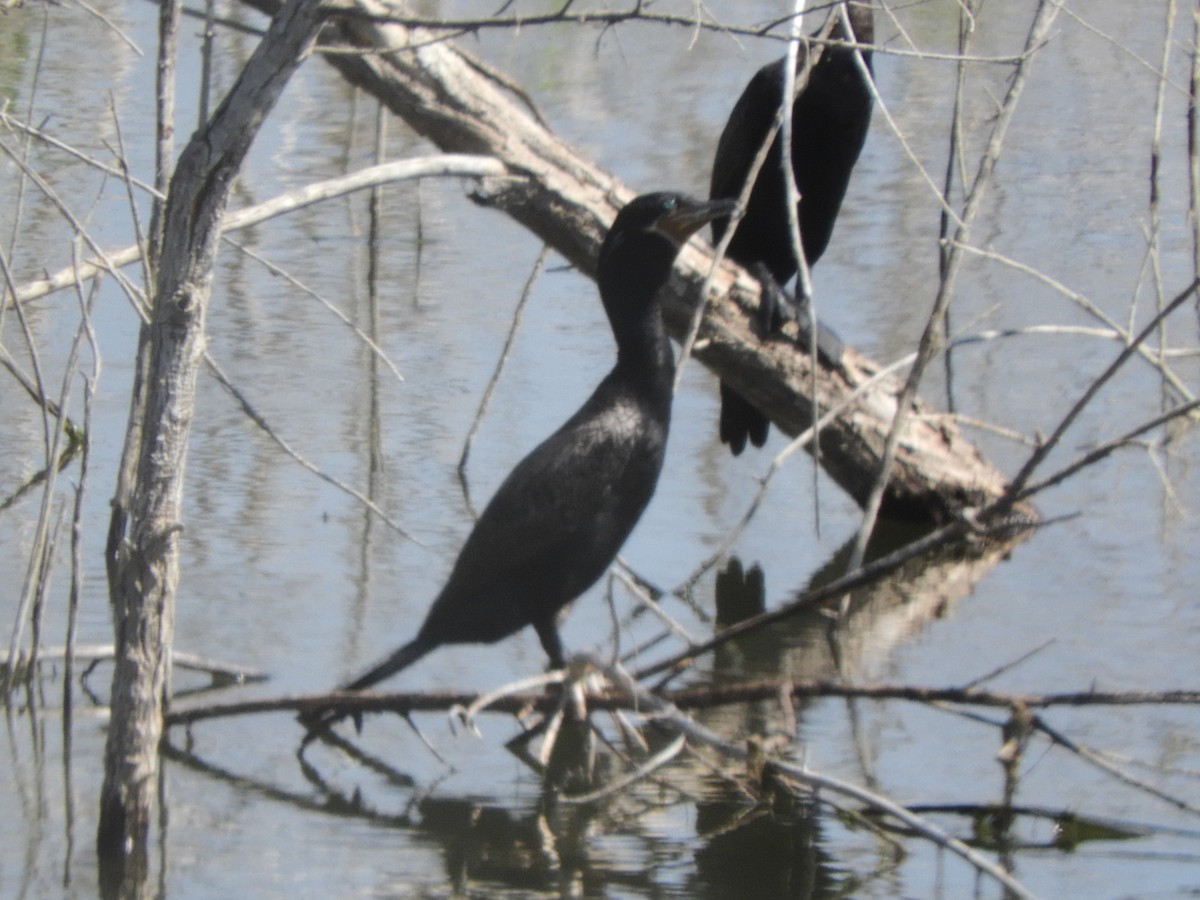 Neotropic Cormorant - ML639961681