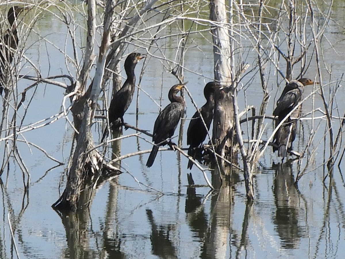 Neotropic Cormorant - ML639961697