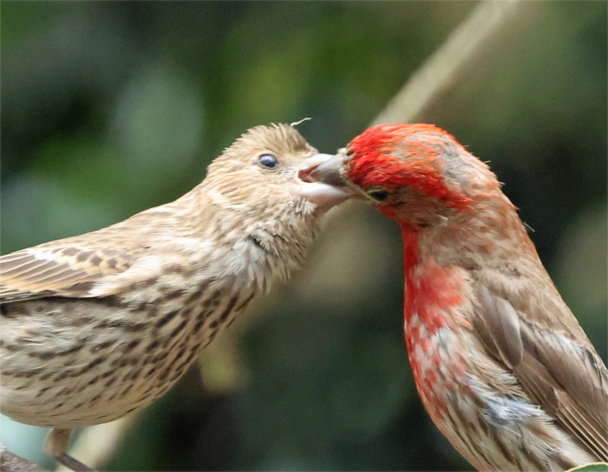 House Finch - ML639961698