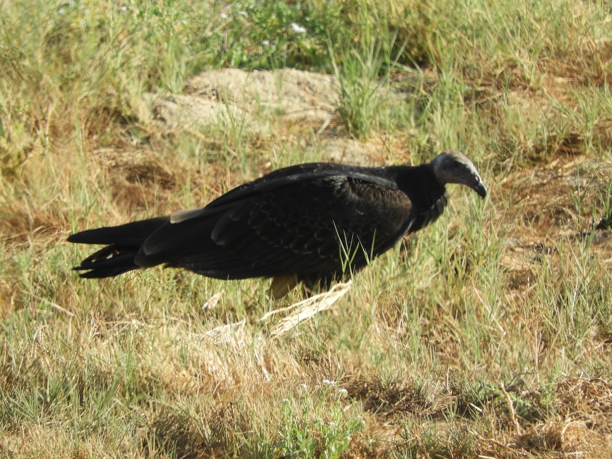 Turkey Vulture - ML639961735