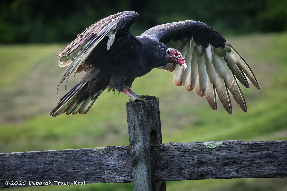 Turkey Vulture - ML639961768