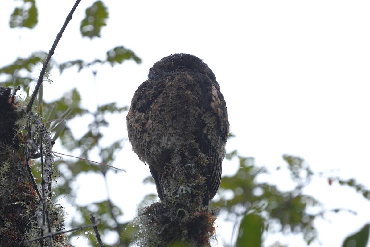 Andean Potoo - ML639961833