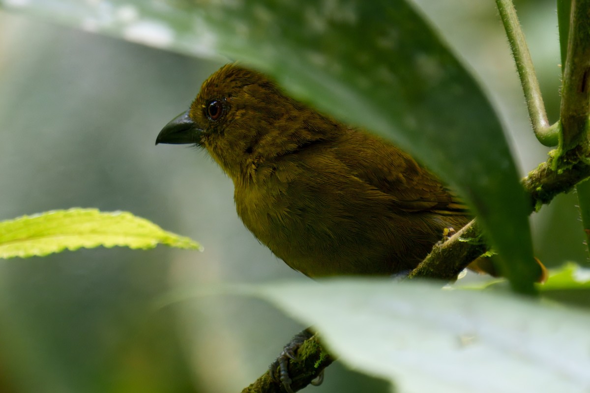 Carmiol's Tanager - ML639961949