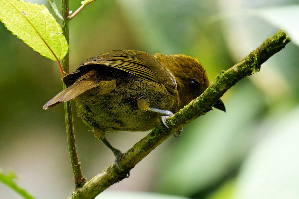 Carmiol's Tanager - ML639961951