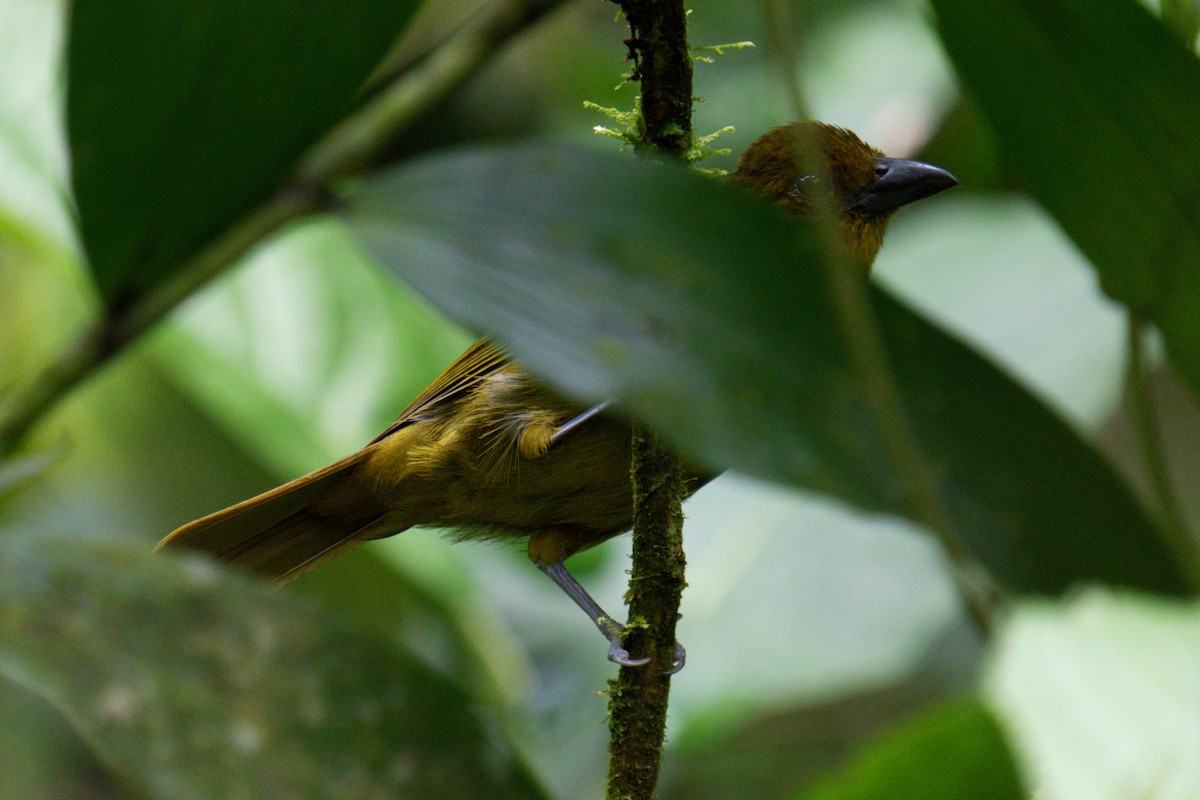 Carmiol's Tanager - ML639961952