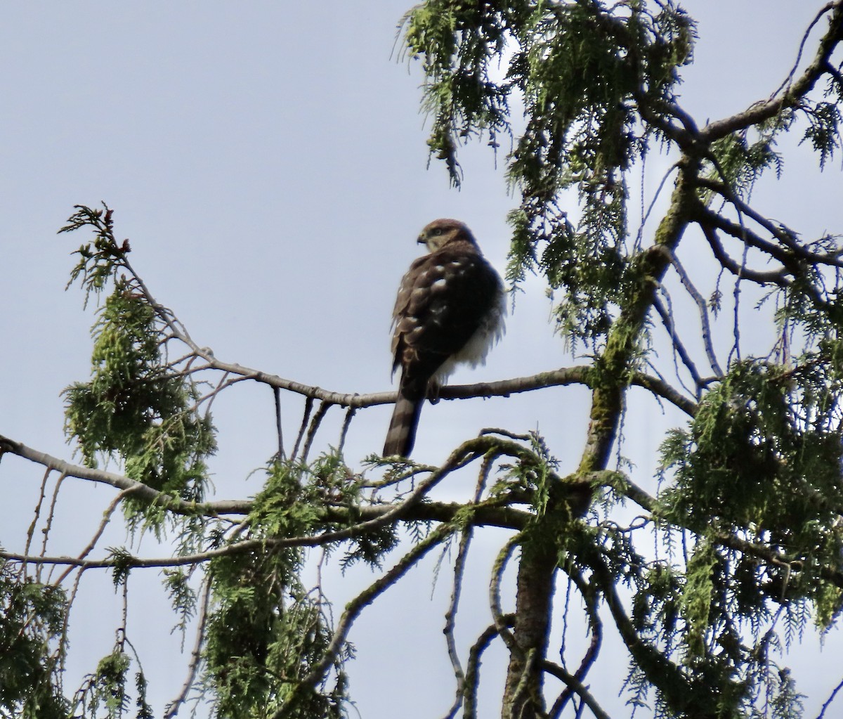 Sharp-shinned Hawk - ML639961970