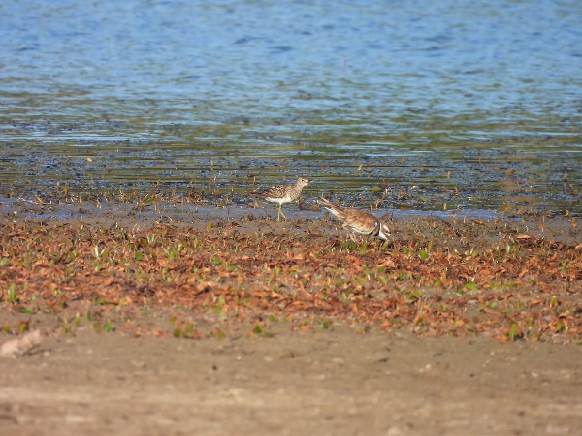 Pectoral Sandpiper - ML639962040
