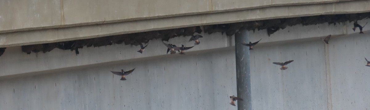 Cliff Swallow - ML639962153