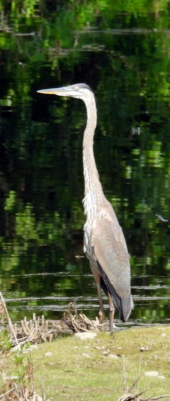 Great Blue Heron - ML639962232