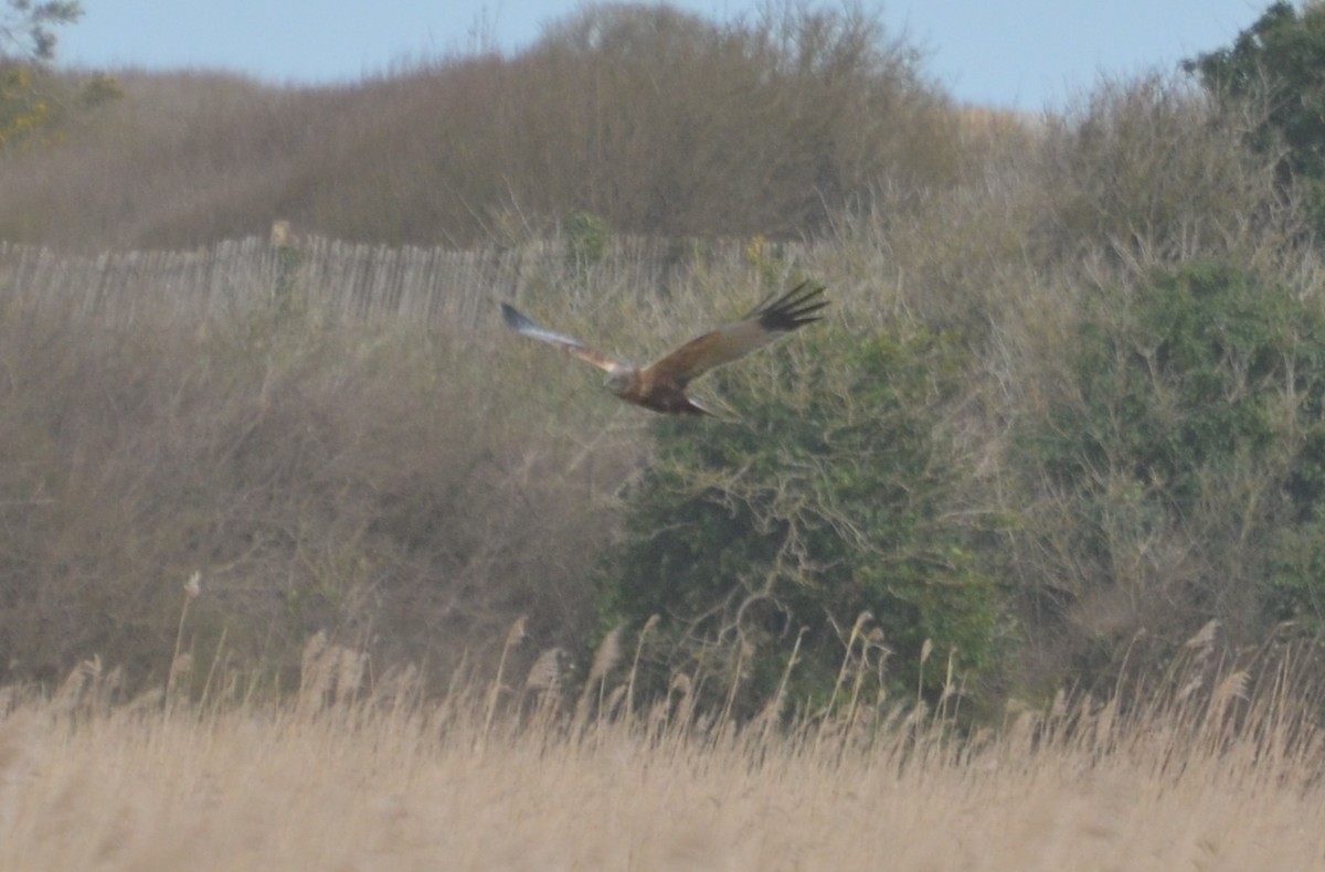 Western Marsh Harrier - ML639962295
