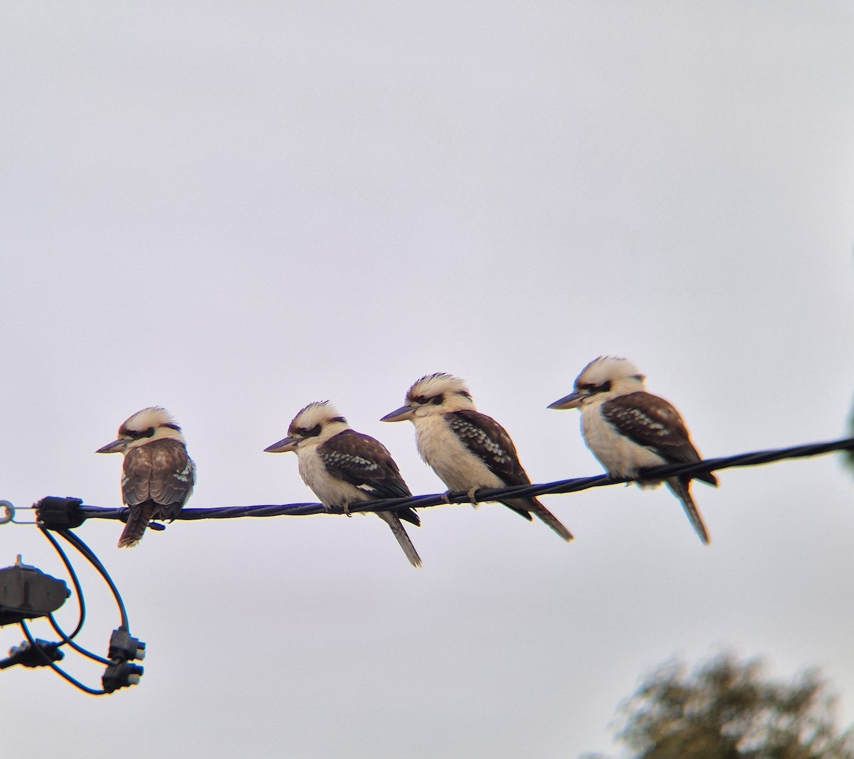 Laughing Kookaburra - ML639962333