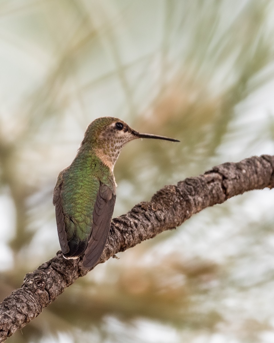 Calliope Hummingbird - ML639962367