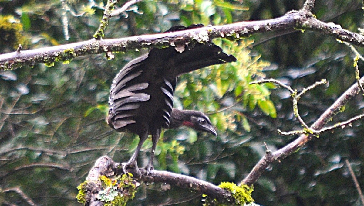 Pénélope des yungas - ML639962369