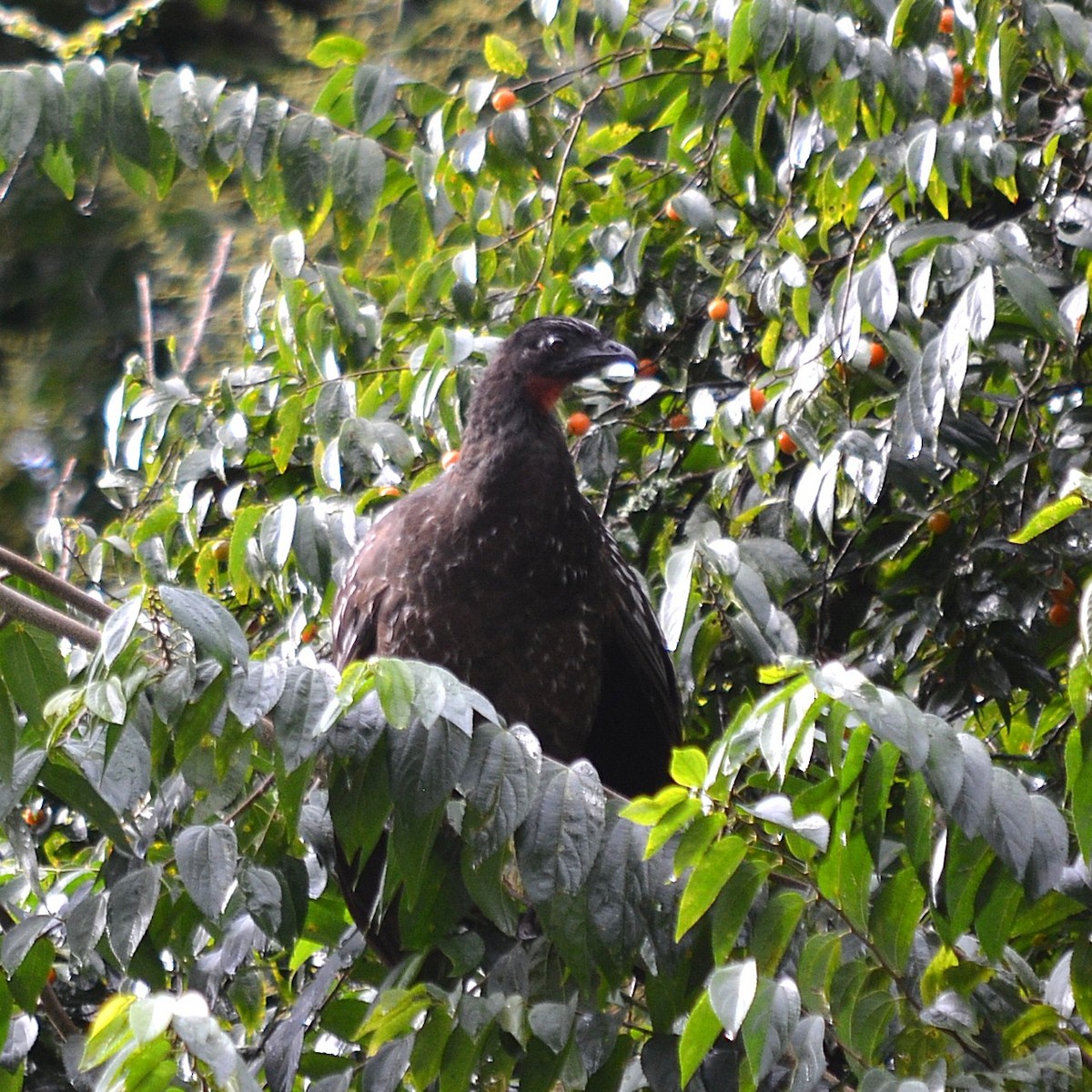 Pénélope des yungas - ML639962370