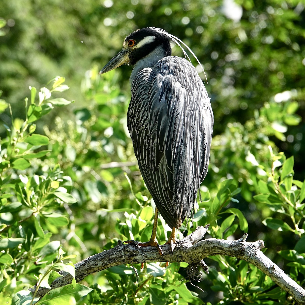 Yellow-crowned Night Heron - ML639962411