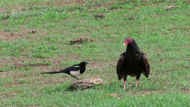 Black-billed Magpie - ML639962414