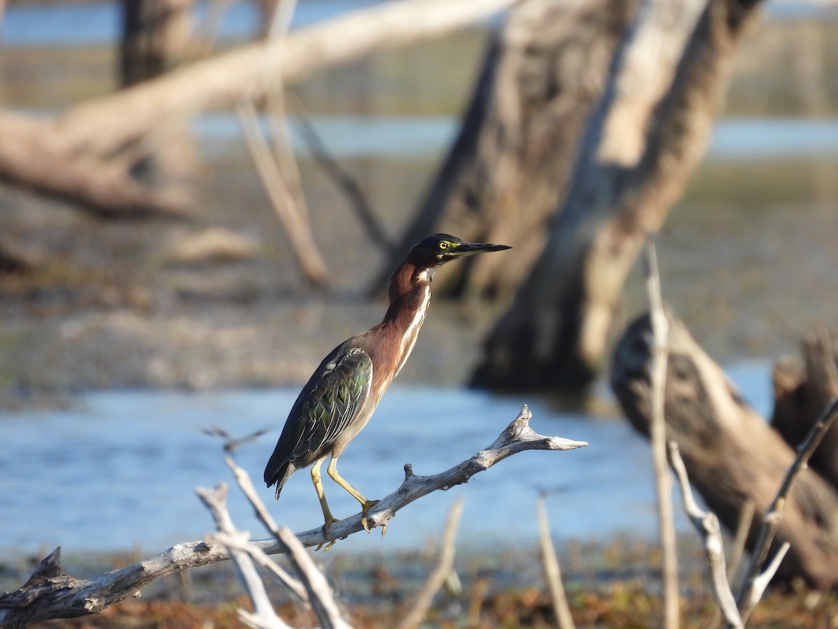 Green Heron - ML639962426