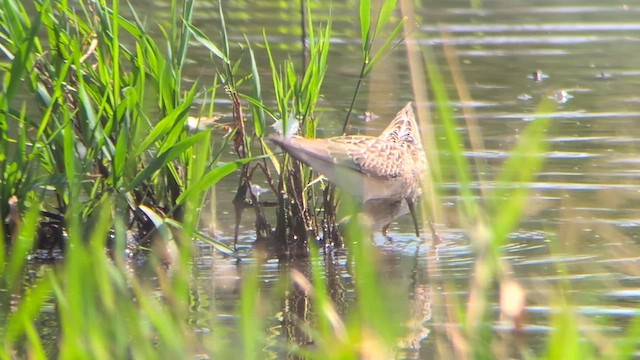 Stilt Sandpiper - ML639962489