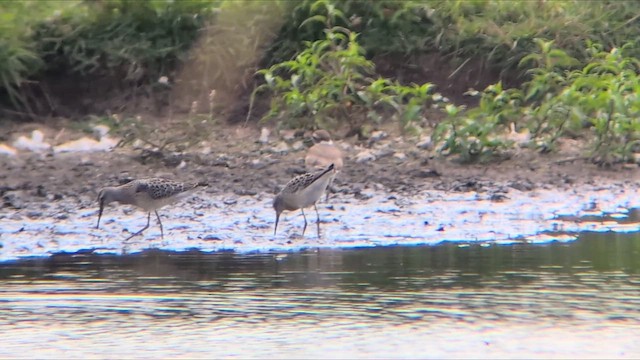 Stilt Sandpiper - ML639962492
